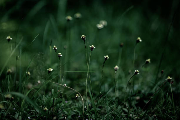 istock Weeds starting to flower. 1580351927