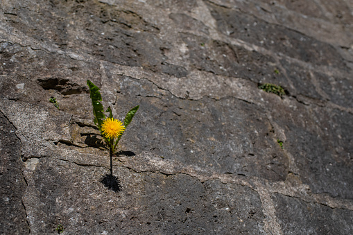 Small Yellow Dandelion Flower Thriving on a Stone Wall