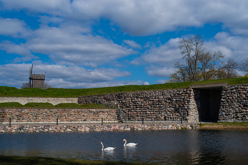 Two white swans in the pond in front of Kuressaare Episcopal Castle on a sunny spring day. Saaremaa island, Estonia.
