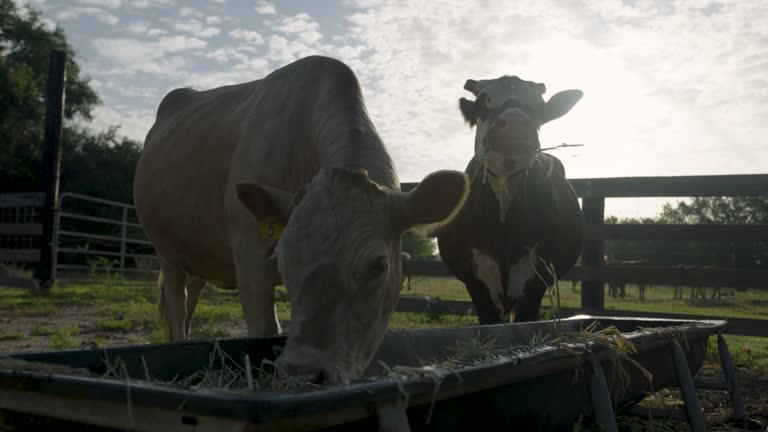 Two Cows Eat Hay Backlit By Sun In Rural Texas USA