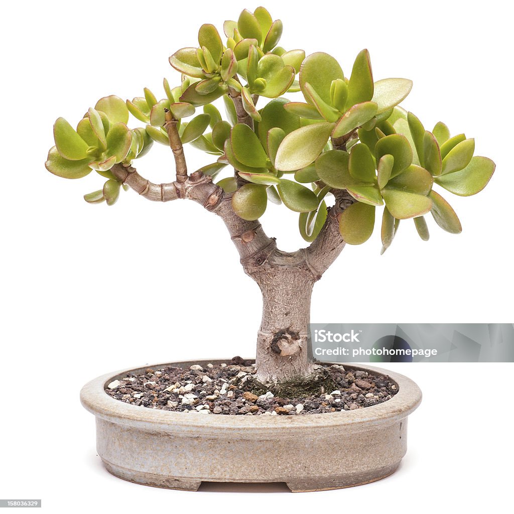 Money tree (Crassula ovata) as bonsai Money tree (Crassula ovata) in a pot as bonsai Asian Culture Stock Photo