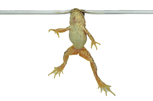istock frog in water 158036482