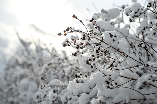 Close up photo of dry fruits of chokeberry bush covered with the snow on a cloudy winter day.