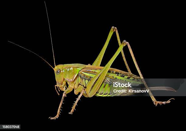 Heuschrecke Stockfoto und mehr Bilder von Schwarzer Hintergrund - Schwarzer Hintergrund, Grashüpfer, Hirsch