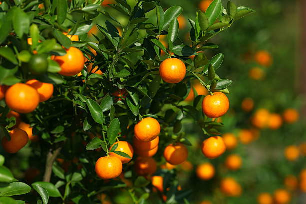 istock Tangerines growing on the bush in orchard 158037097