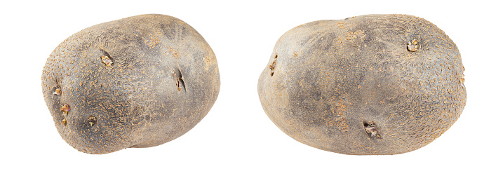 Two raw potatoes, unpeeled. Isolated on a white background. File contains clipping path