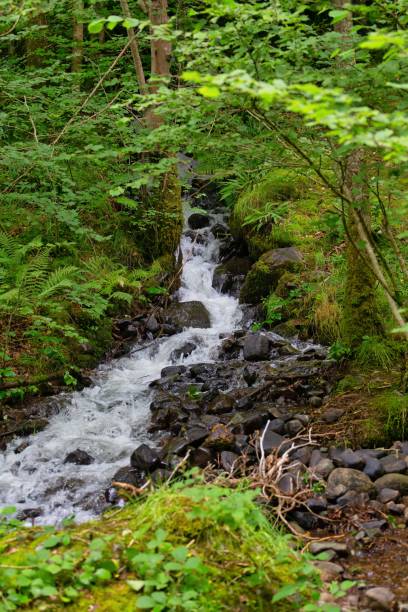 istock stream in the woods falling from hill and trees 1580392139