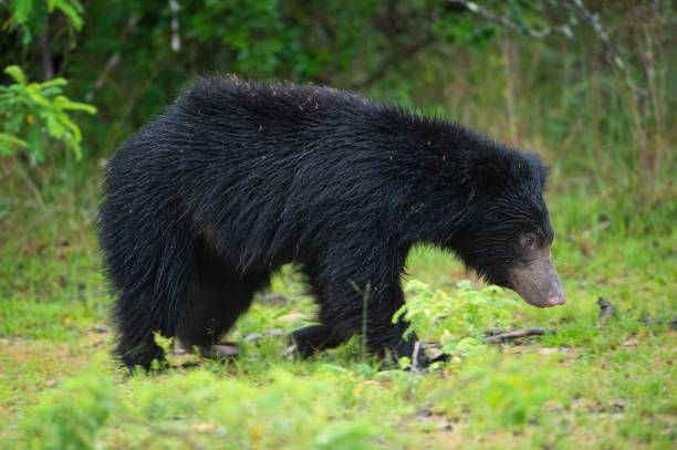 istock a black bear walking through a lush green forest with leaves 1580392807