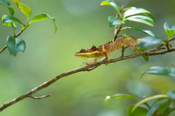 istock Exotic green lizard perched on a brown tree branch in its natural habitat 1580393180