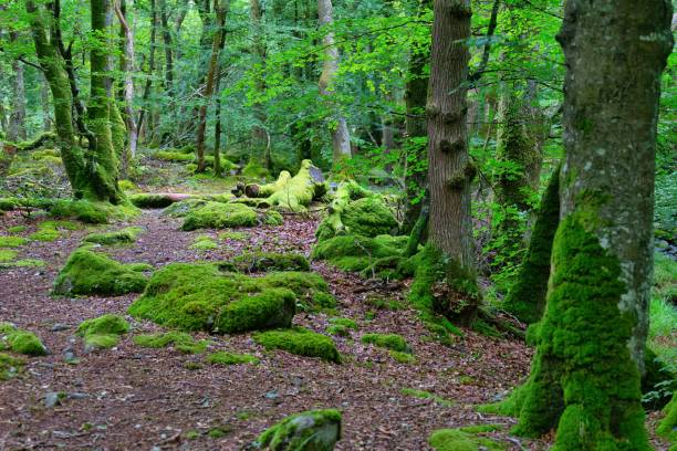 istock moss covered trunk and rock and footpath 1580393205