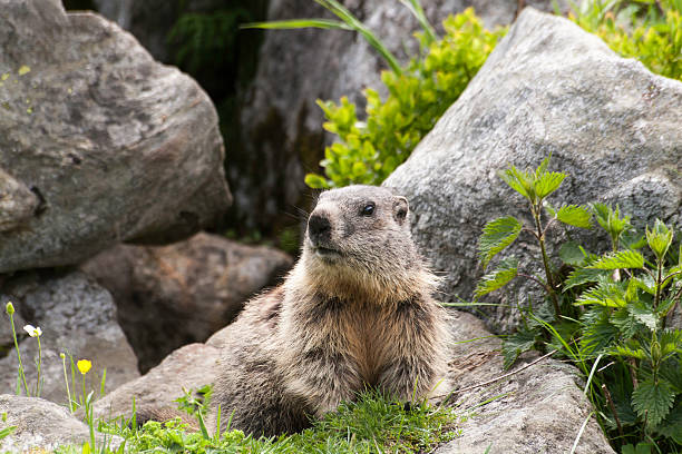 Groundhog in front of his cave stock photo