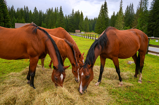 Horses having lunch at Plateau Pokljuka. It is summer time, with mountain postures, wooden cottages and typical spruce forest.  That is Karst plateau located in the Julian Alps at an elevation up to 1400 meters in northwestern Slovenia famous for winter sports.