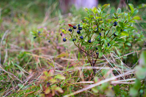 Mountain blueberries on the bush waiting to be picked up on Plateau Pokljuka at end of July and beginning of August.  It is Karst Plateau located in the Julian Alps at an elevation up to 1400 meters in northwestern Slovenia and is famous for winter sports as well as for blueberries, strawberries and mushrooms.