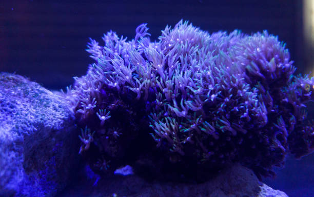 istock coral in aquascape 1580422194