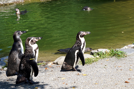 Three Humboldt's penguins, in Latin called spheniscus humboldti standing on lake shore and are looking in the same direction in front of them. They are captured in profile. Some penguins are swimming.