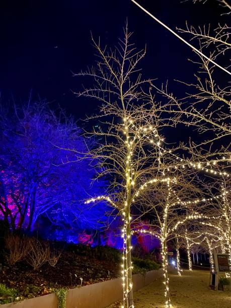 istock White Glowing Glittery Sparkly Christmas Lights on Branches and Trees with Bright Blue and Purple Colour in Background at Wisley Glow in Surrey, England, UK 1580437915