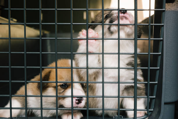 istock three weeks old Pembroke welsh corgi puppy 1580439482