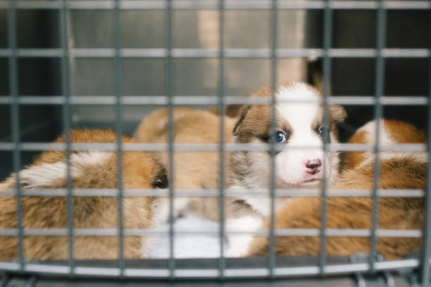 istock three weeks old Pembroke welsh corgi puppies 1580440004