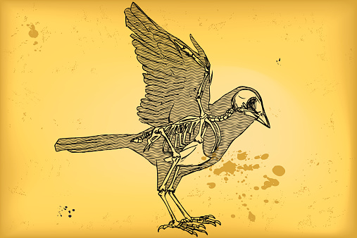 Bird anatomy retro drawing - skeleton, mezzotint engraving style.