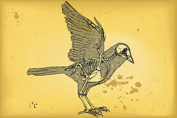 Vector illustration of Bird anatomy