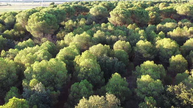 Mediterranean forest with risk of fire in summer