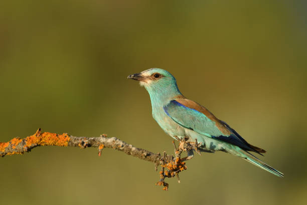 istock A European Roller bird on a branch. 1580459354