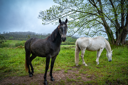Two horses, black horse and white horse grazing on meadow  in foggy day in northern Spain