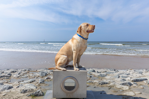Dog is sitting on the beach at Norddeich, North Sea, East-Frisia, Germany