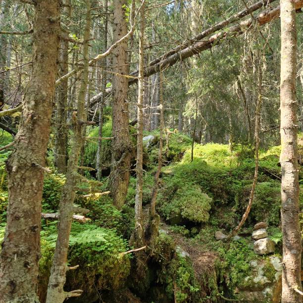 istock Moss-covered stones Stubai Valley 1580463997
