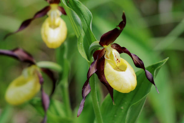istock Lady's slipper in the Lechau 1580465562