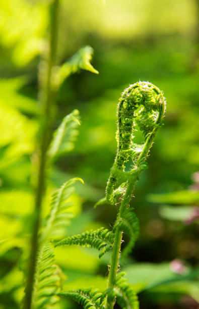istock Young Fern Plant in Forest, Close-up 1580475611