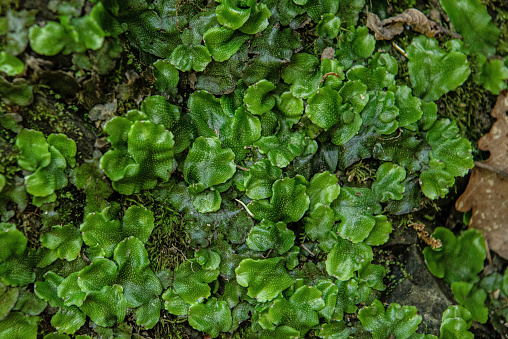 Thallose Liverwort Growing on Forest Floor