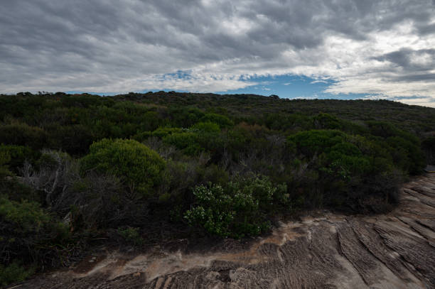 istock Sydney Royal National Park 1580476071