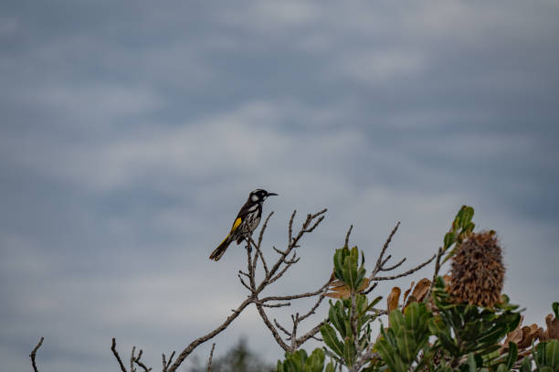 istock Sydney Royal National Park 1580482524