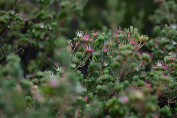 istock Sydney Royal National Park 1580484716