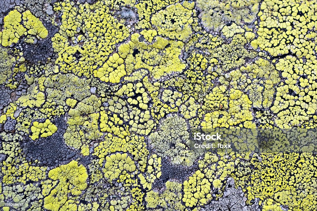 Jaune lichen signifie pas de pollution de l'air - Photo de Nature libre de droits