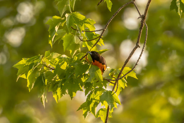 istock Male Baltimore Oriole perched on a tree branch 1580491659