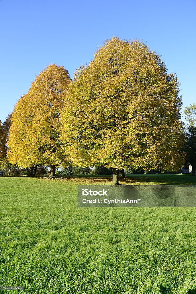 autumn in a park autumn scene of two colorful trees with leaves that are changing colors by a lush green lawn and a bright blue sky overhead Autumn Stock Photo