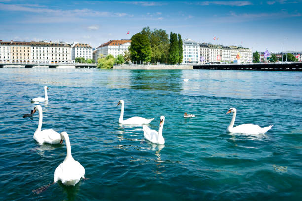 White swans on Geneva lake, Switzerland