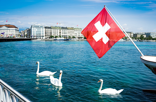 White swans on Geneva lake, Switzerland