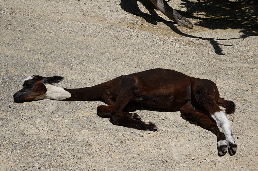 A goat lies down on the ground in the sun. There is no shadow and no plants on the ground, only sand and gravel.