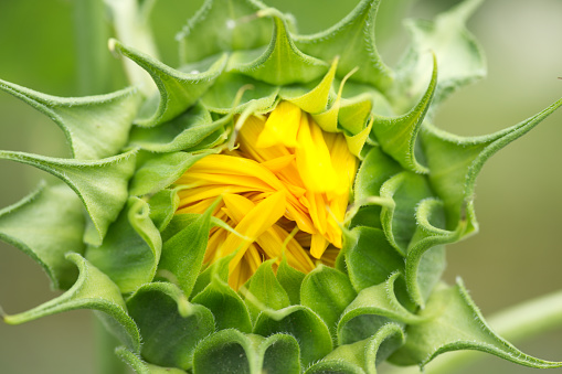 Macrophotography of a sunflower bud.