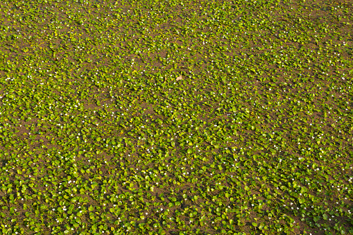 Green floating plants growing on the surface of water are weeds that destroy ecosystems, but spoilage will feed fish and aquatic animals.