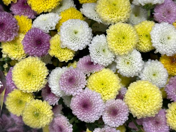Chrysanthemum flowers stock photo