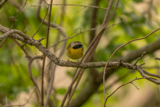 istock Common Yellowthroat perched on a tree branch 1580531110