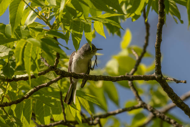 istock Blue-gray Gnatcatcher stratches an itch while perched on a tree branch 1580532728