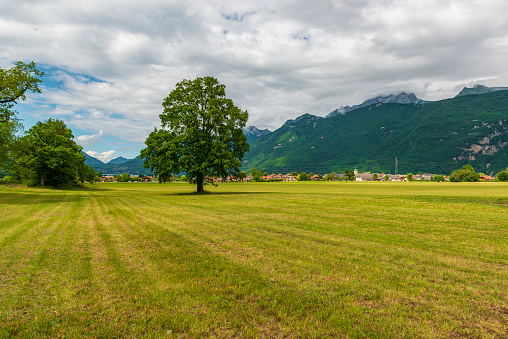 Countryside scene in Annecy, France. Green meadow with lonely tree and mountains on the background