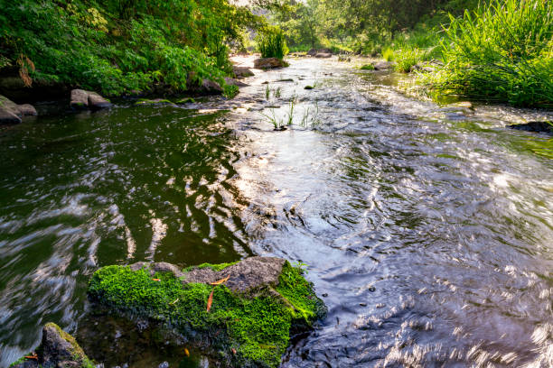 istock Fast water stream of the small forest river. 1580535341