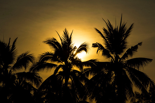 coconut tree has a small black shadow and the setting sun is setting in the evening. The warm romantic atmosphere is beautiful that nature created.