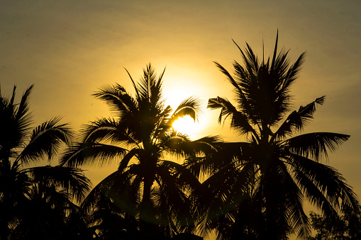 coconut tree has a small black shadow and the setting sun is setting in the evening. The warm romantic atmosphere is beautiful that nature created.